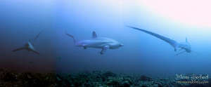 early morning encounter with a thresher shark. You see th... by Mona Dienhart 